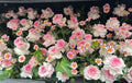 Sweet Blossom Trunk Surprise